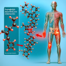 ¿Puede Semaglutid causar inflamación articular?